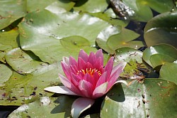 lotus
