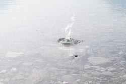eau