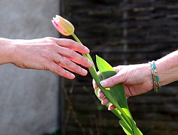 tulipe